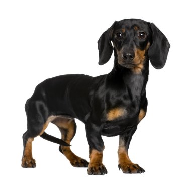 Daschund, 10 months old, standing in front of white background clipart