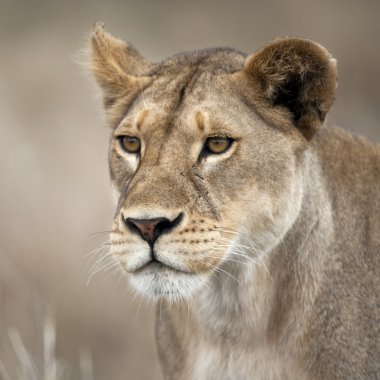 Close-Up aslan serengeti, Tanzanya, Afrika