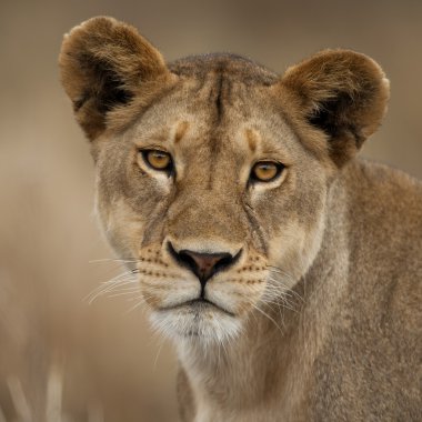 Close-up portrait of Serengeti National Park, Serengeti, Tanzania, Africa clipart