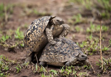 iki kaplumbağalarının çiftleşme