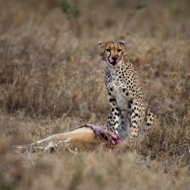 Çita oturuyor ve avını yiyor, Serengeti Ulusal Parkı, Tanzanya, Afrika