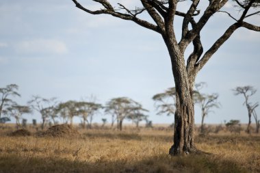 manzara serengeti düz, Tanzanya, Afrika