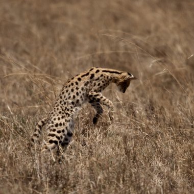 serval atlama, serengeti Milli Parkı, serengeti, Tanzanya