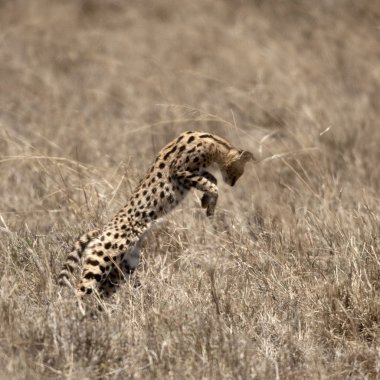 Serval leaping in Serengeti, Tanzania, Africa clipart
