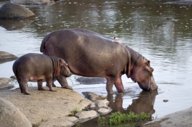 Hippo and her cub, Serengeti, Tanzania, Africa clipart