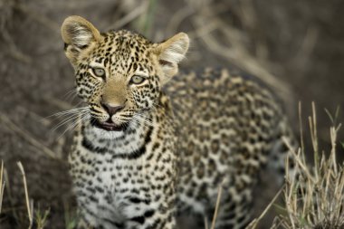 Genç leopar serengeti, Tanzanya, Afrika