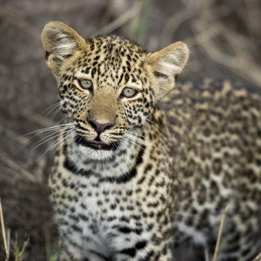 Genç leopar serengeti, Tanzanya, Afrika