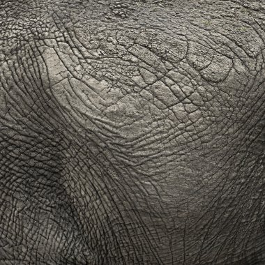 Close-up on an elephant hide clipart