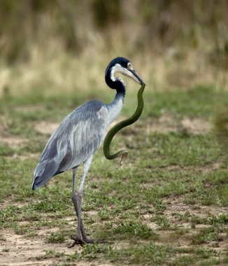 Black-headed Heron, Ardea melanocephala, with snake in beak clipart