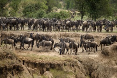 Manda, serengeti Milli Parkı, serengeti, Tanzanya, Afrika