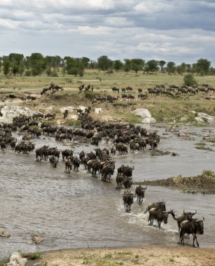 Manda, nehir mara, serengeti Milli Parkı, sereng geçiş