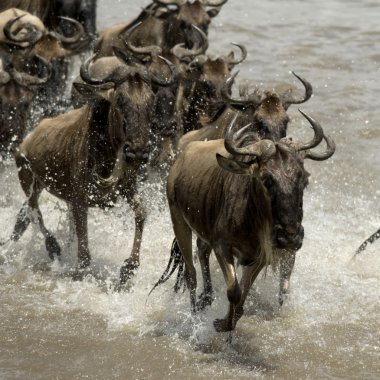 Manda, nehir mara, serengeti Milli Parkı, sereng geçiş