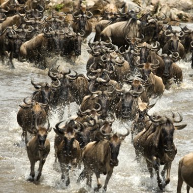 serengeti, Tanzanya, Afrika nehir çalışan wildebeest