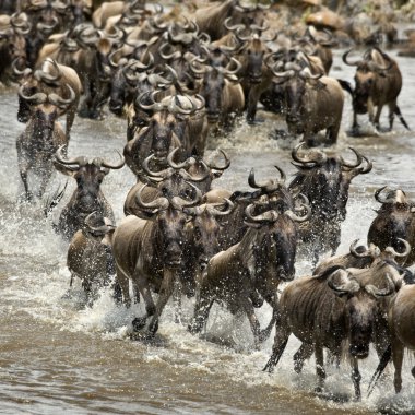 Manda, nehir mara, serengeti Milli Parkı, sereng geçiş