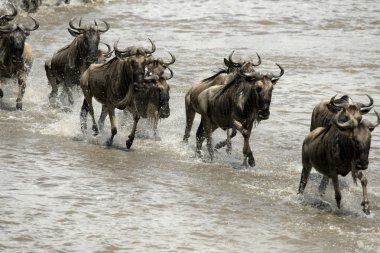 Manda, nehir mara, serengeti Milli Parkı, sereng geçiş