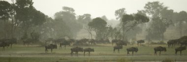 Manda serengeti, Tanzanya, Afrika