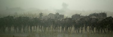 antilop sürüsü, Tanzanya, Afrika