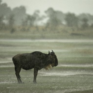 serengeti, Tanzanya, afri yağmurda wildebeest ayakta