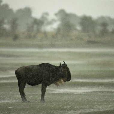 Wildebeest standing in the rain in the Serengeti, Tanzania, Afri clipart