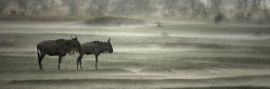 yağmur, serengeti Milli Parkı, serengeti, tanz wildebeest