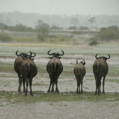 Wildebeest standing in the rain in the Serengeti, Tanzania, Africa clipart