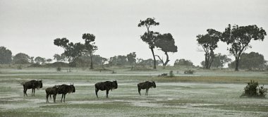 yağmur, serengeti Milli Parkı, serengeti, tanz wildebeest