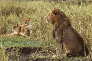 Adult lion sitting and two lionesses in the background, side vie clipart