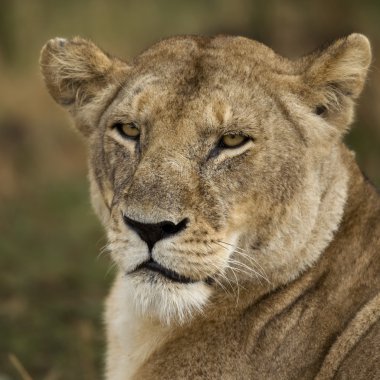 Close-up of Serengeti National Park, Serengeti, Tanzania, Africa clipart