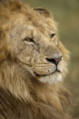 Close-Up aslan, serengeti Milli Parkı, serengeti, Tanzanya,