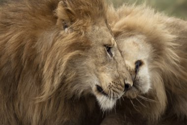iki yetişkin aslan, serengeti Milli Parkı, serengeti, Tanzanya