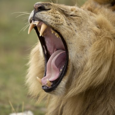 Close-up of Lion yawning, Serengeti National Park, Serengeti, Ta clipart