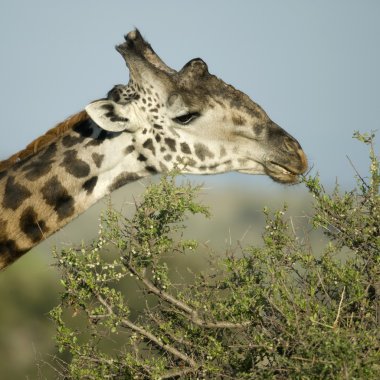 serengeti, Tanzanya, Afrika yemek zürafa Close-Up