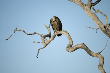 Vulture perched in tree in the Serengeti, Tanzania, Africa clipart