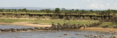 serengeti, Tanzanya, Afrika nehri geçerken wildebeest