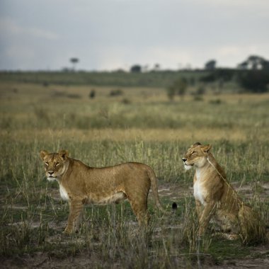 Two lioness' in savannah, Serengeti National Park, Serengeti, Ta clipart