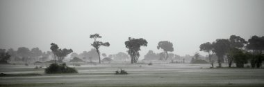 Afrika peyzaj, serengeti Milli Parkı, serengeti, Tanzanya