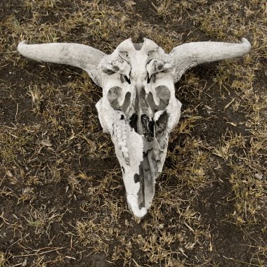 Close-up of wildebeest skull on ground, Tanzania, Africa clipart