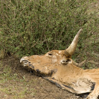 Ölü inek serengeti, Tanzanya, Afrika