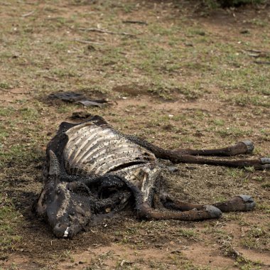 Dead cow on the ground, Tanzania, Africa clipart