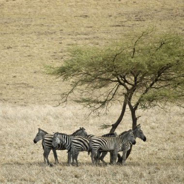 Zebra in the Serengeti, Tanzania, Africa clipart