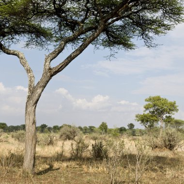 serengeti, Tanzanya, Afrika ağacı doğal görünümü