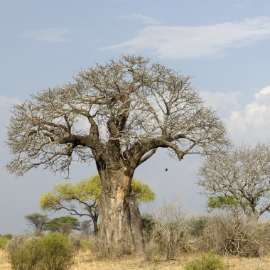 Balboa ağaç serengeti, Tanzanya, Afrika