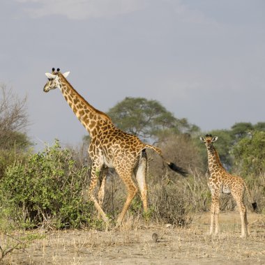 Zürafalar yürüyüş serengeti, Tanzanya, Afrika