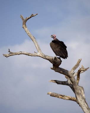 Lappet-faced Vulture, Torgos tracheliotos, perched on branch clipart