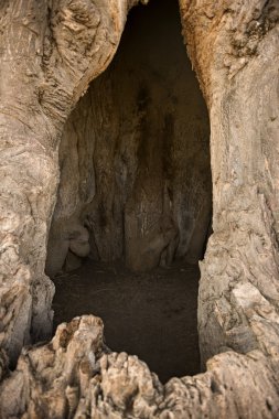 içinde Baobap Ağacı, Tanzanya, Afrika