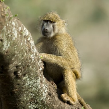 serengeti, Tanzanya, Afrika ağaçta oturuyor ve maymun