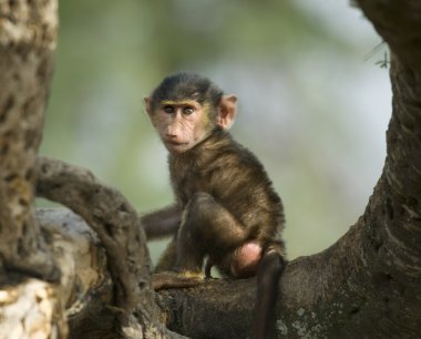 Baby monkey sitting in the tree in the Serengeti, Tanzania, Afri clipart