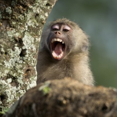 Close-up of macaque yawning, Tanzania, Africa clipart