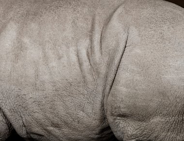 Young White Rhinoceros or Square-lipped rhinoceros - Ceratotherium simum clipart