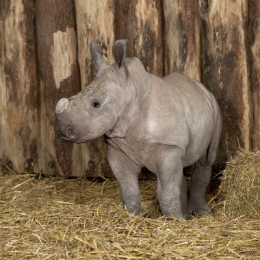 Genç Beyaz gergedan veya kare dudaklı gergedan - Ceratotherium simum (2 aylık)